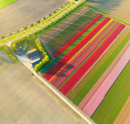 when is tulip season in amsterdam
