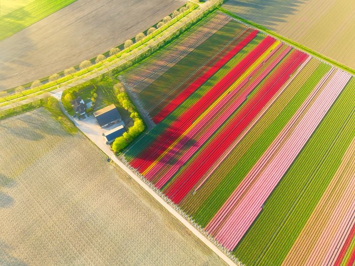 when is tulip season in amsterdam