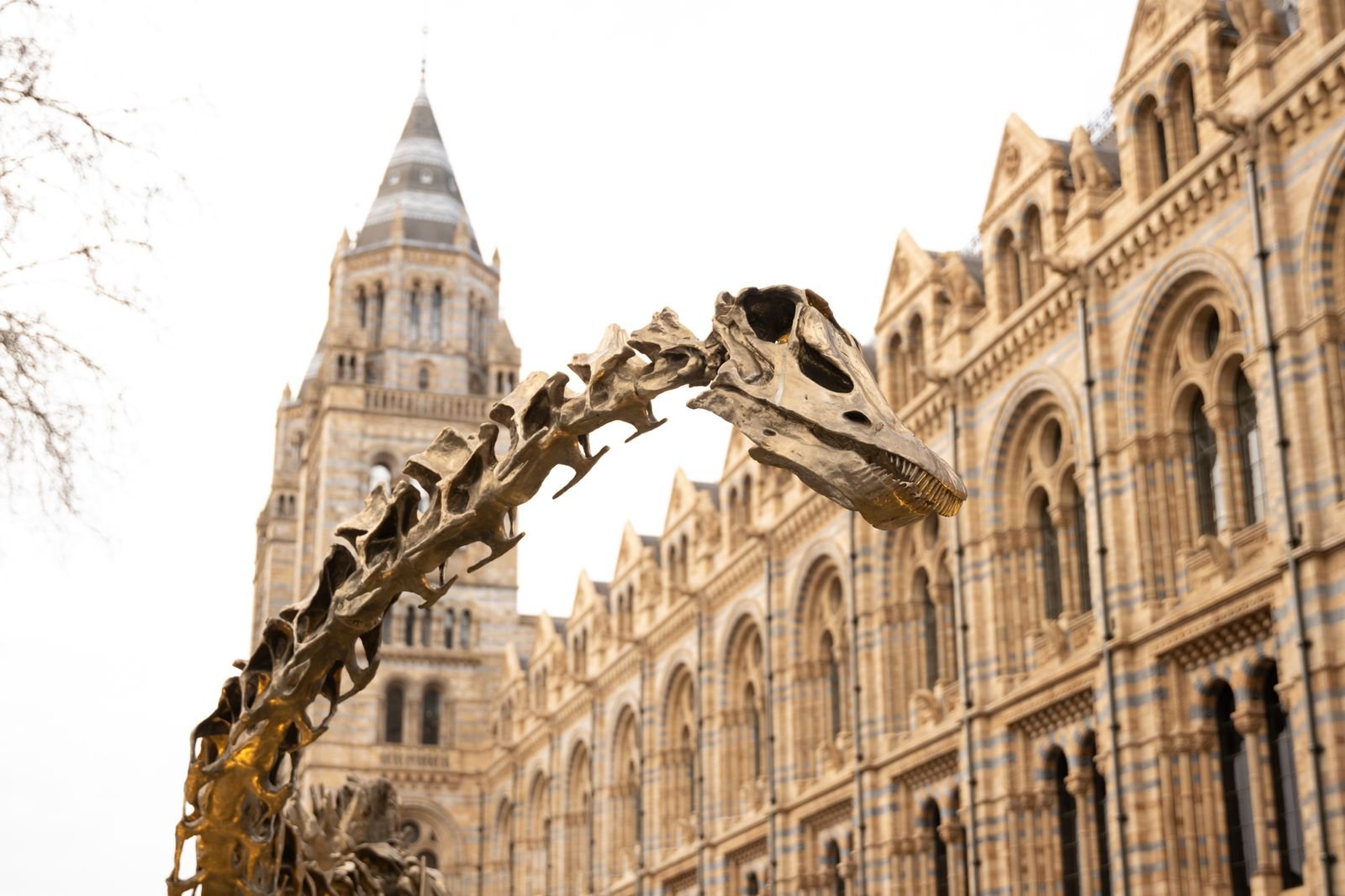 Dinosaur skeleton on display at the Natural History Museum in London