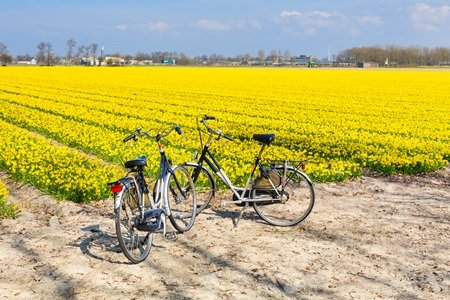 when is tulip season in amsterdam