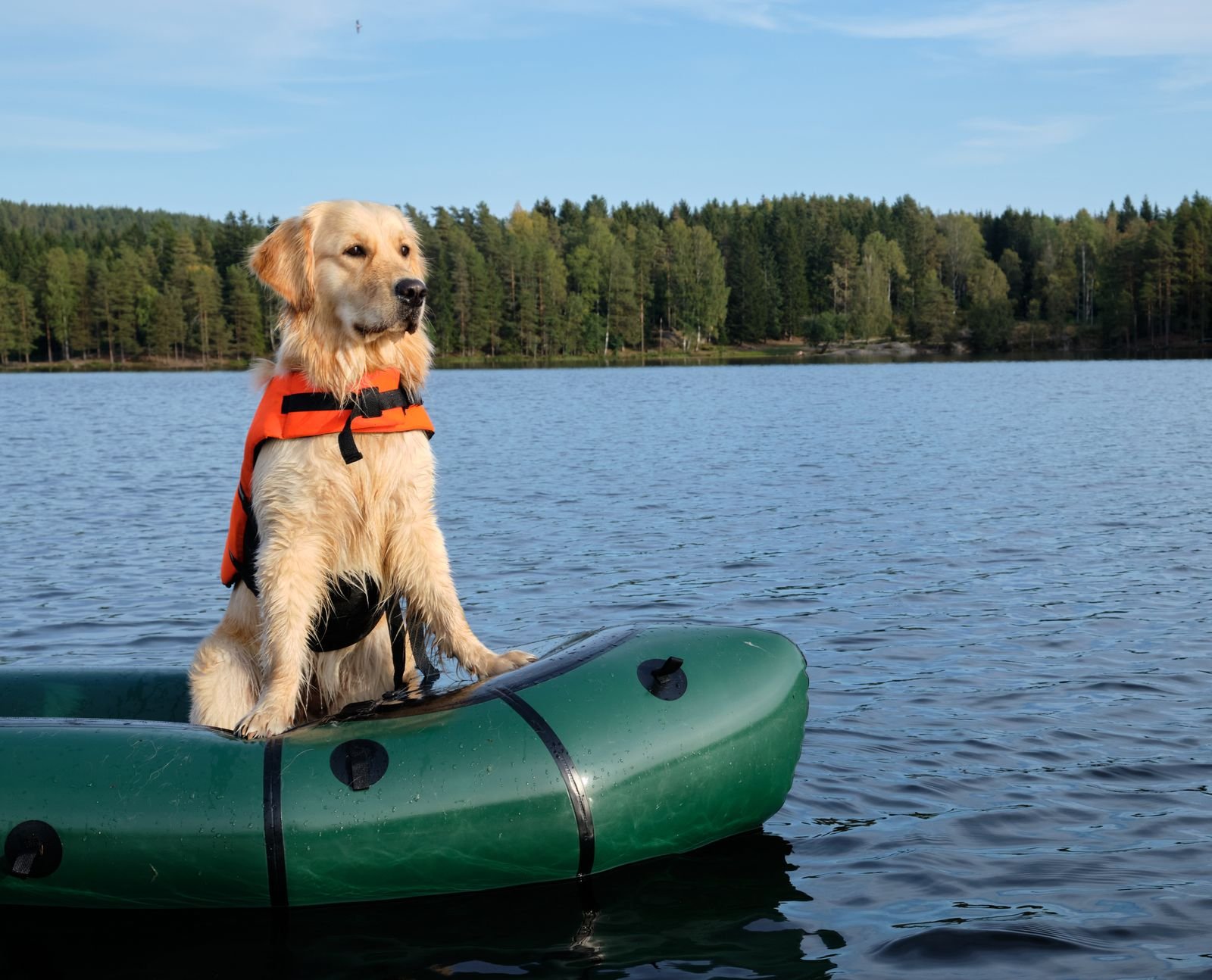 Dog relaxing on the deck of a boat at sea